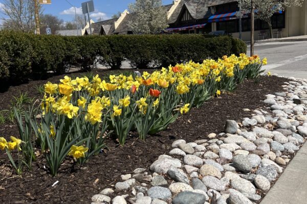 Envision Tulips in Brookside
