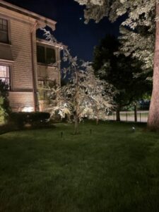 natural looking landscape lighting