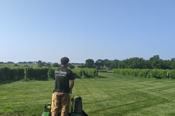 Mowing at the Vineyard (14)-min